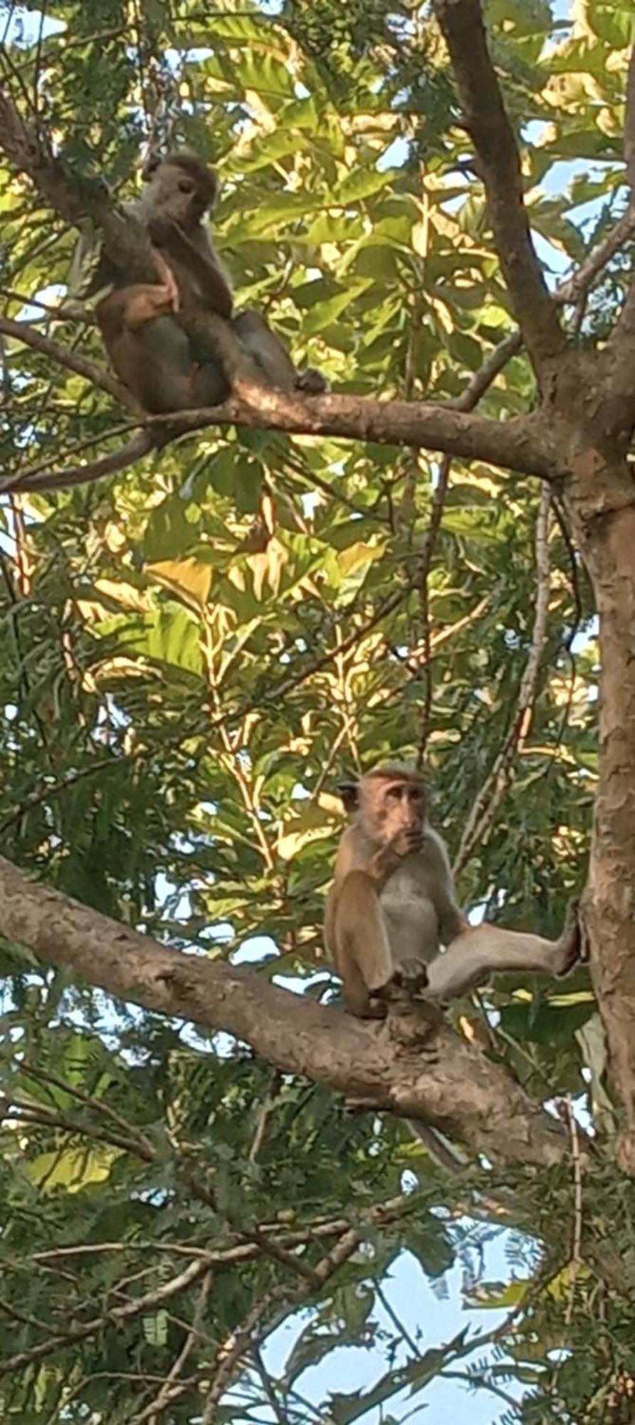 Forest Villa Nature Resort Anuradhapura Zewnętrze zdjęcie