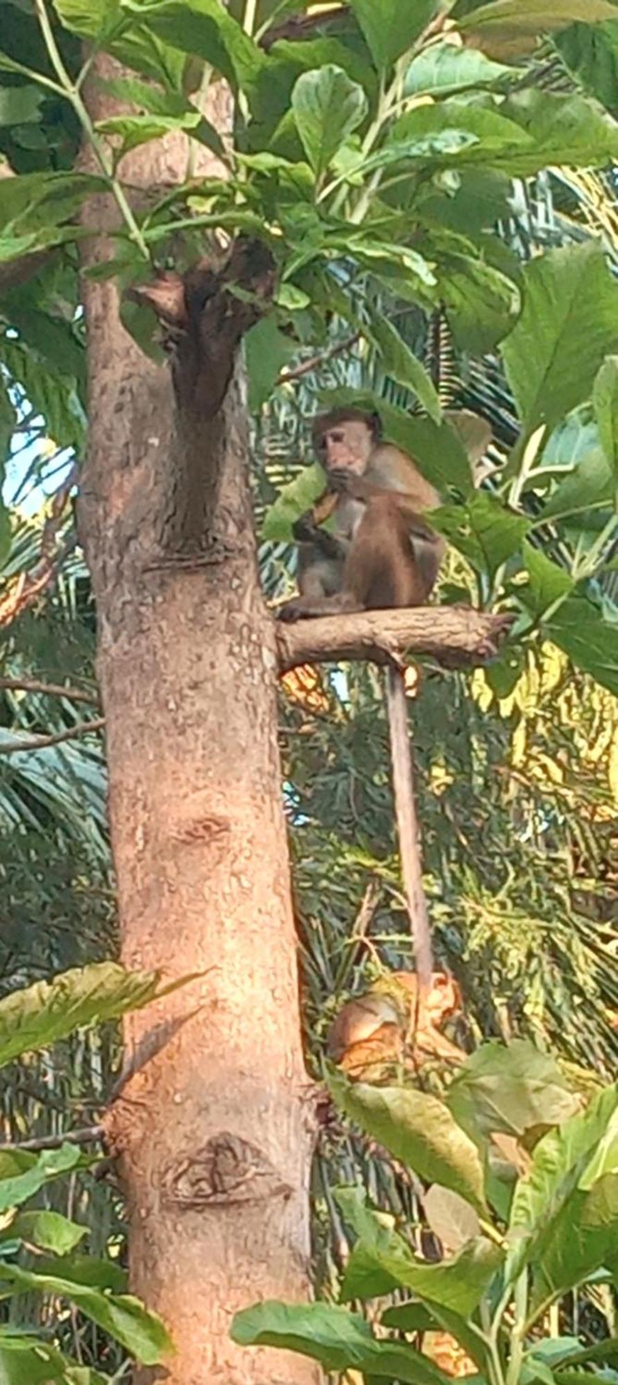Forest Villa Nature Resort Anuradhapura Zewnętrze zdjęcie