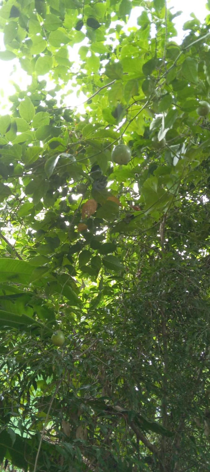 Forest Villa Nature Resort Anuradhapura Zewnętrze zdjęcie