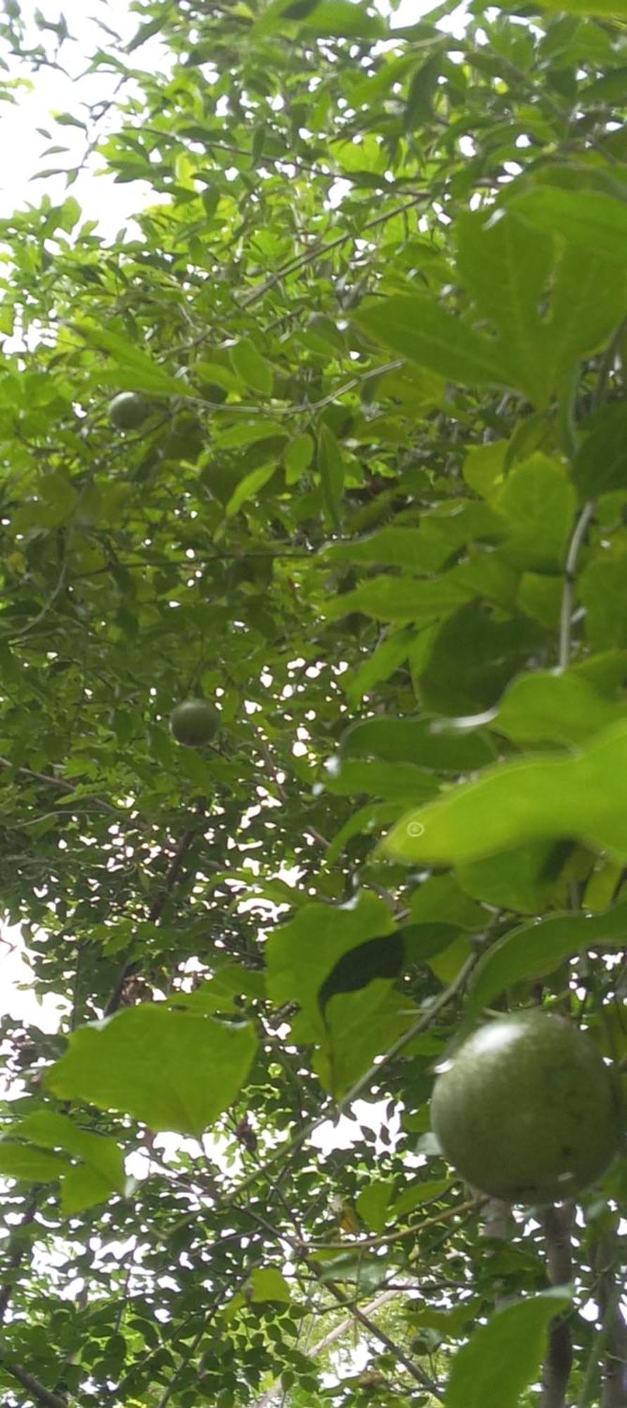 Forest Villa Nature Resort Anuradhapura Zewnętrze zdjęcie