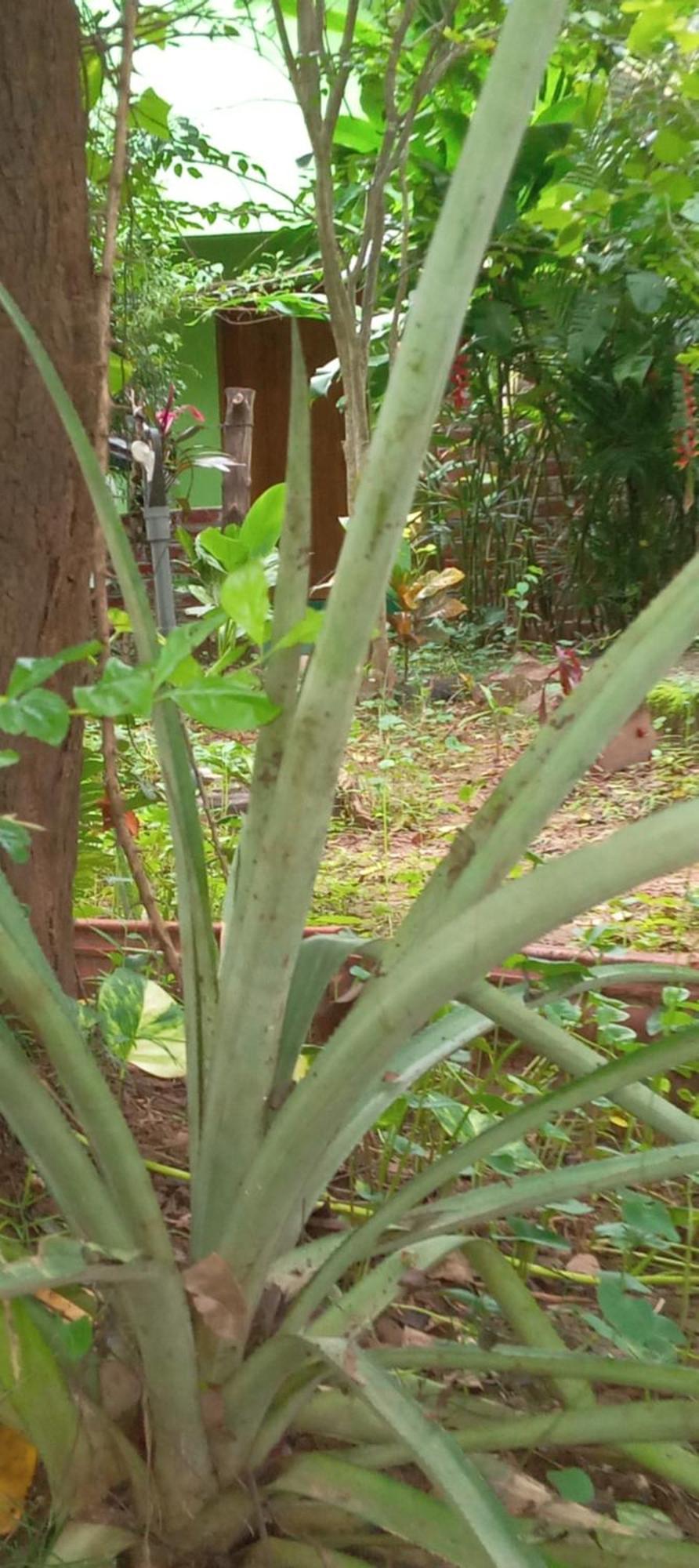 Forest Villa Nature Resort Anuradhapura Zewnętrze zdjęcie