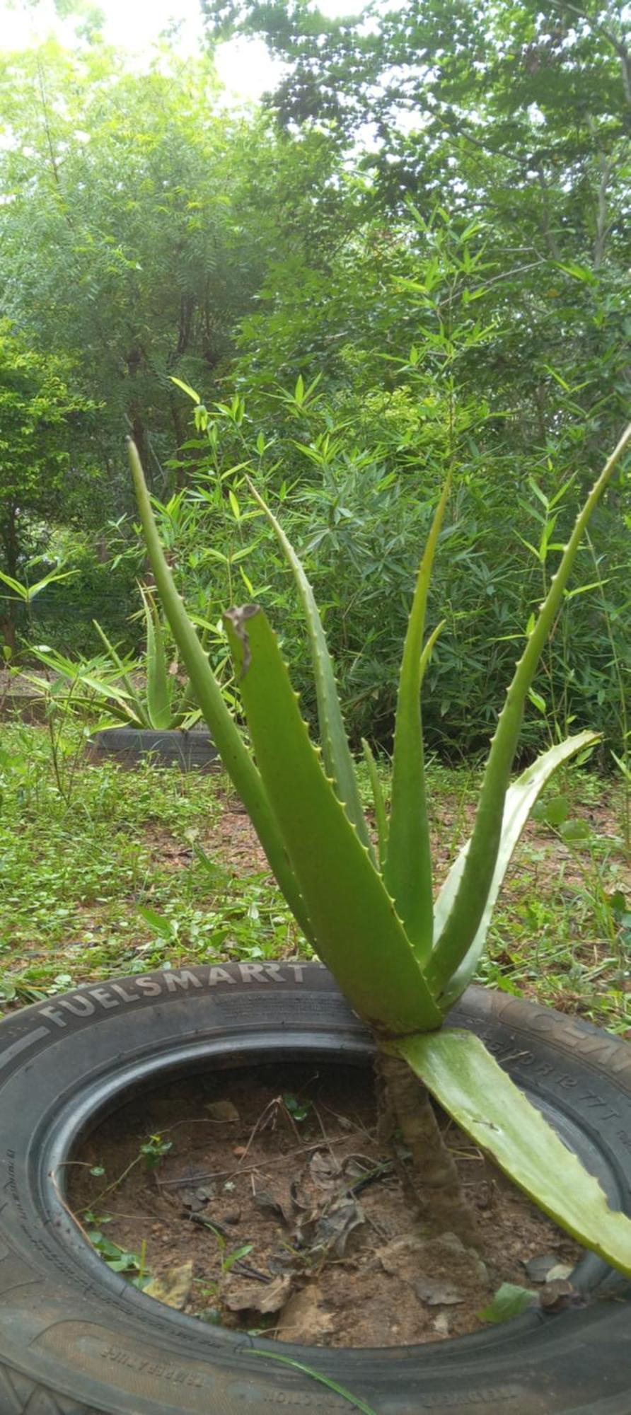 Forest Villa Nature Resort Anuradhapura Zewnętrze zdjęcie