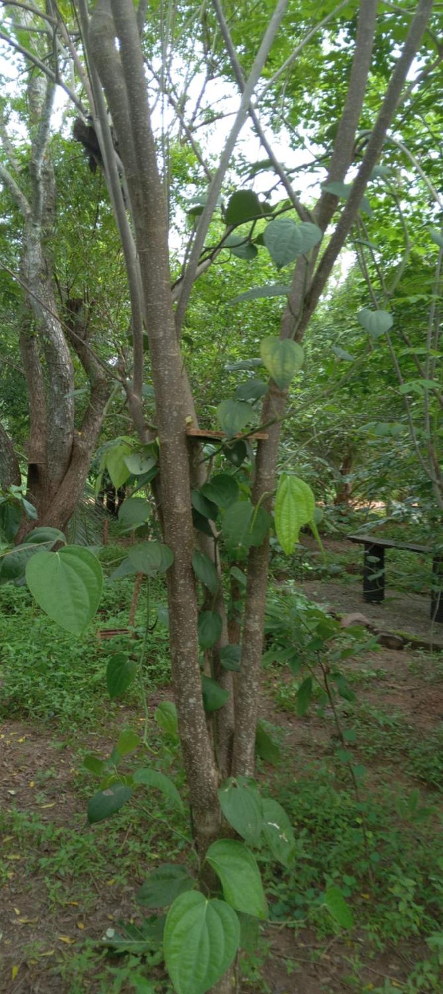 Forest Villa Nature Resort Anuradhapura Zewnętrze zdjęcie