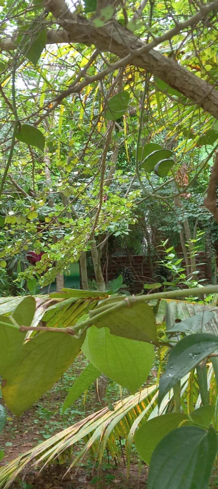 Forest Villa Nature Resort Anuradhapura Zewnętrze zdjęcie