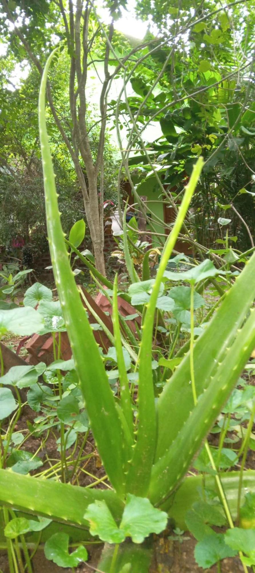 Forest Villa Nature Resort Anuradhapura Zewnętrze zdjęcie