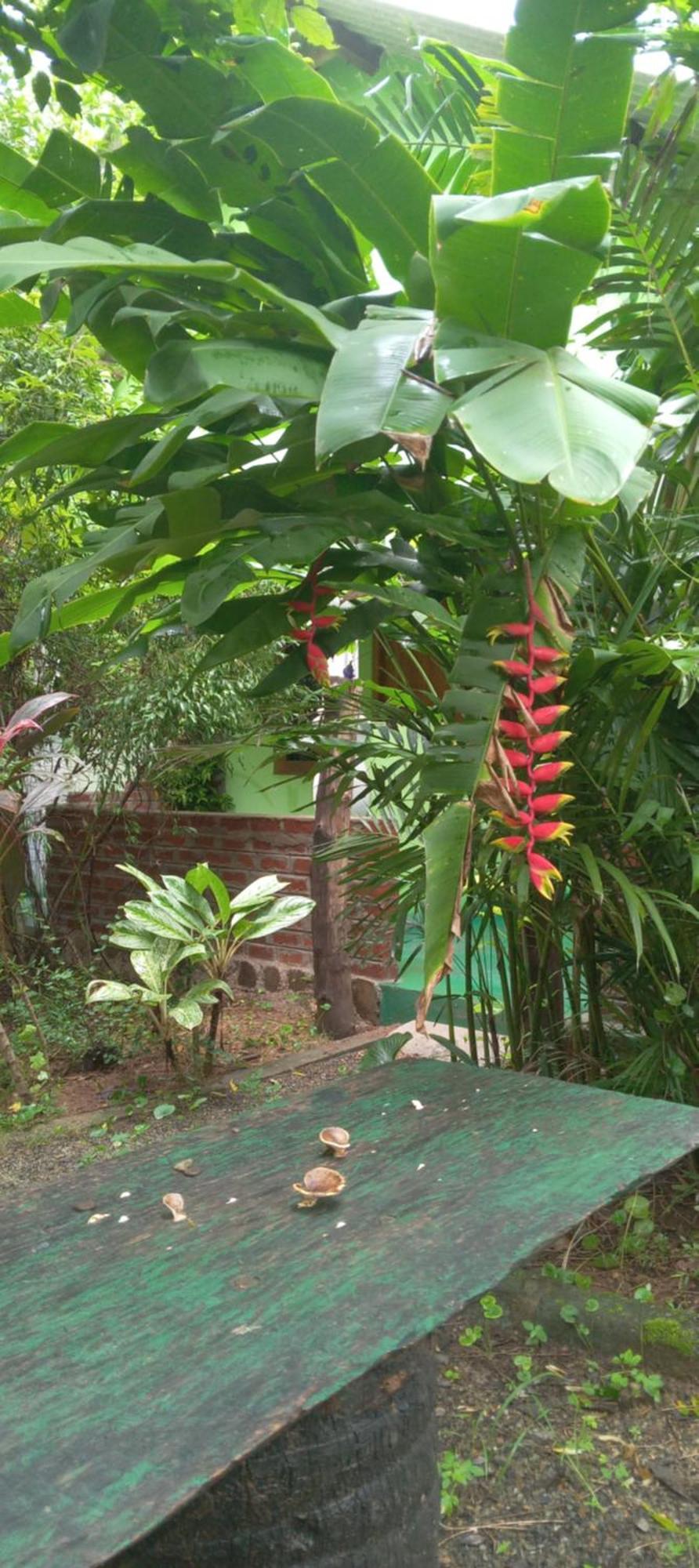 Forest Villa Nature Resort Anuradhapura Zewnętrze zdjęcie