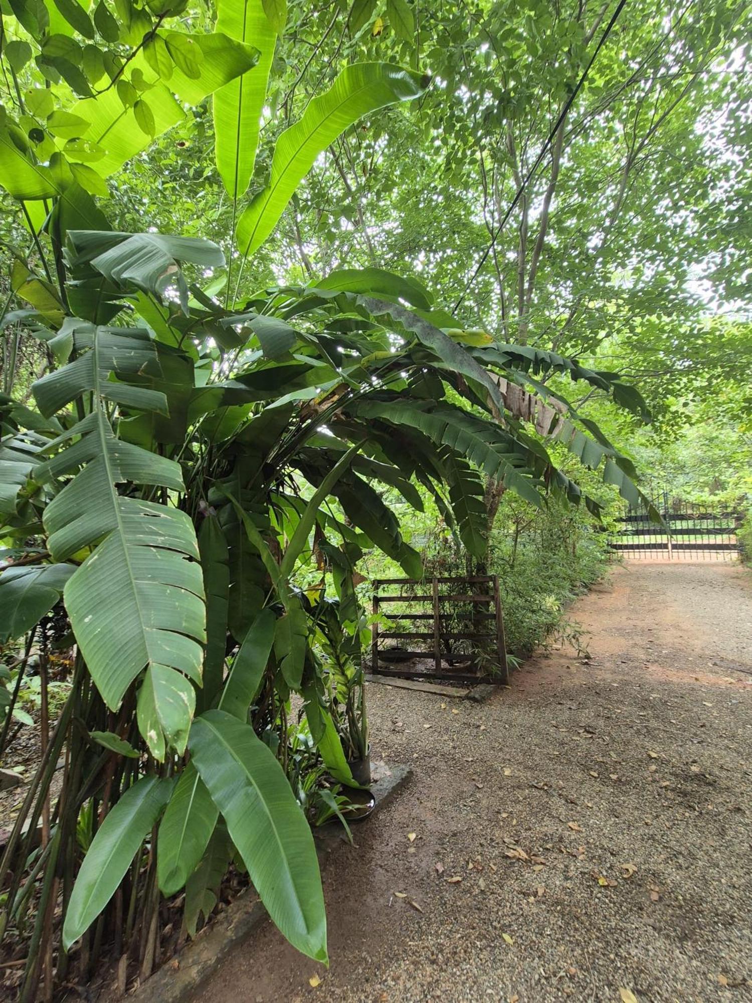 Forest Villa Nature Resort Anuradhapura Zewnętrze zdjęcie
