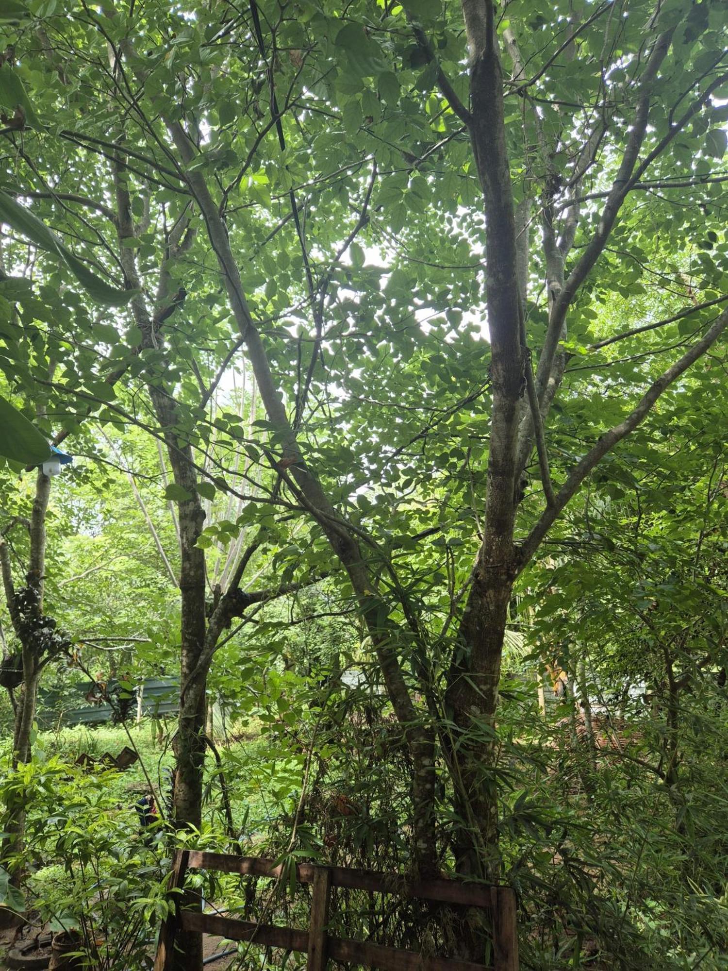 Forest Villa Nature Resort Anuradhapura Zewnętrze zdjęcie